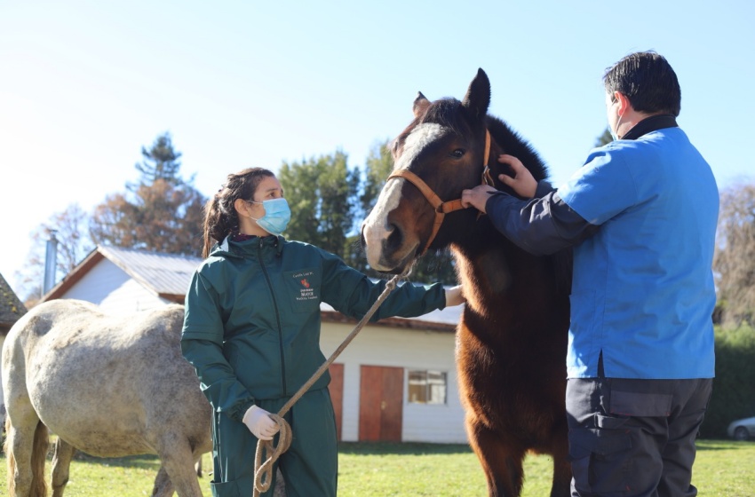 Hospital Veterinario de Vilcún, donde los estudiantes aprenden sobre salud animal de especies mayores